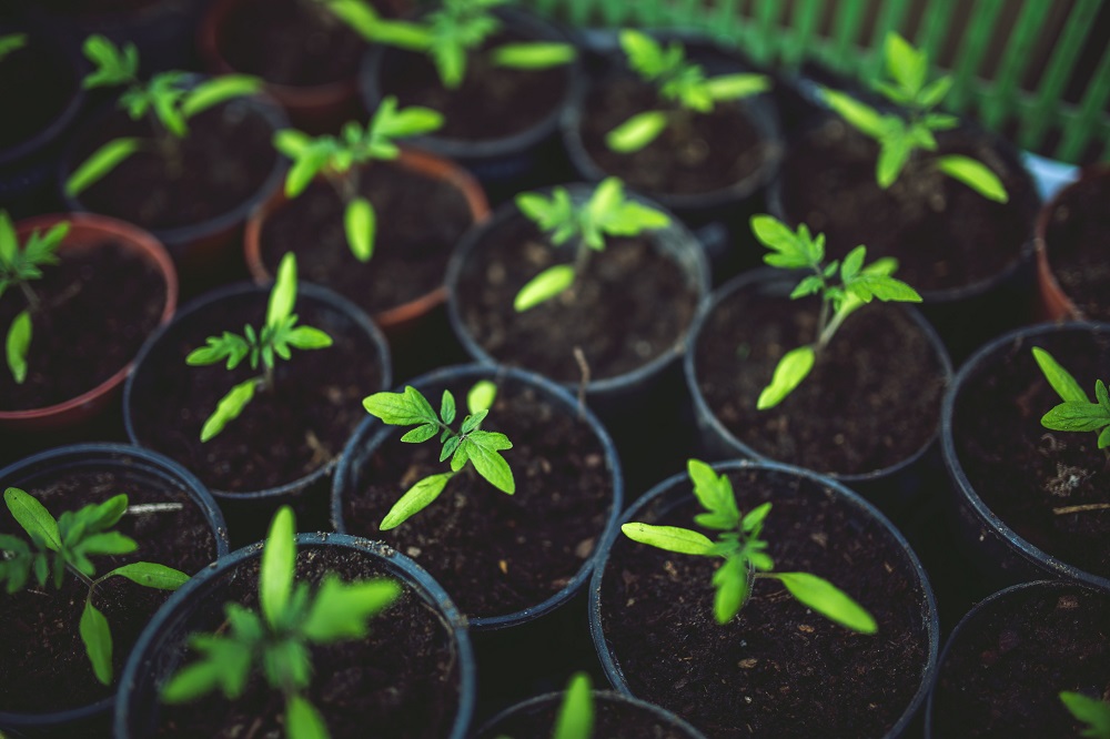 Macetas con plantas